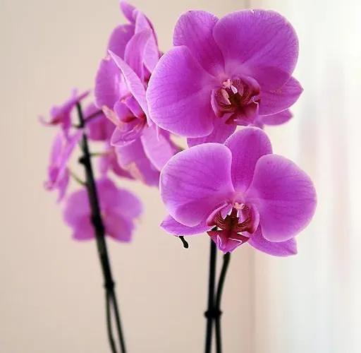 Estrella Apartamento *